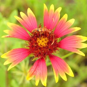 Meet your Posher, Chase